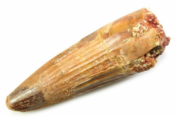 Fossil Spinosaurus Tooth - Real Dinosaur Tooth #357732